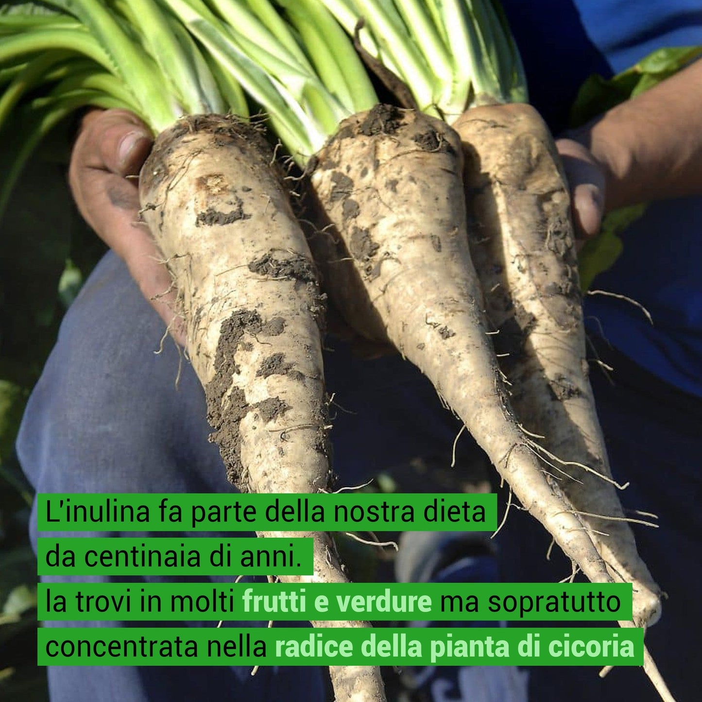 Inulina FeelGood BIG - Fibra Solubile Basso IG - Prebiotica e Solubile - GelatoStore