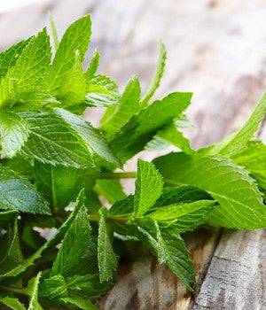 Torronalba Green Mint Paste - 3.5kg - GelatoStore