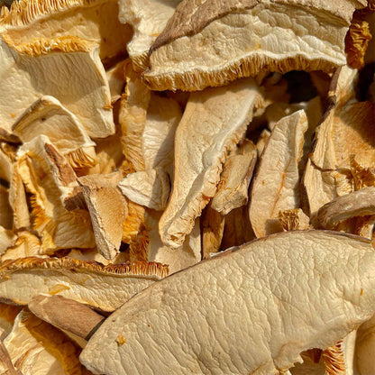 Box Funghi Shiitake - GelatoStore